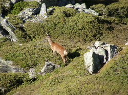 mini_cerfs-53c9548a7aacc.jpg