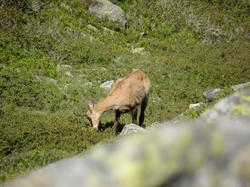 mini_chamois-53c953177c59d.jpg