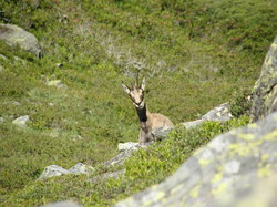 mini_chamois-53c9534161b61.jpg