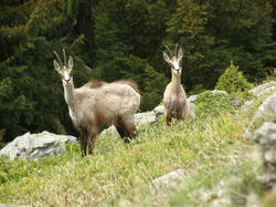 mini_chamois-53c9536d5d9e5.jpg