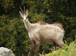mini_chamois-53c953979efef.jpg