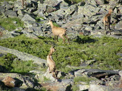 mini_chamois-53cbc5de3ea46.jpg