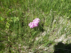 mini_fleurs-de-montagne-53cbbacde2445.jpg