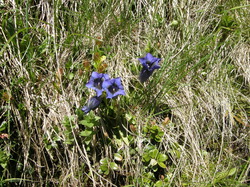 mini_fleurs-de-montagne-53cbbb0c62550.jpg