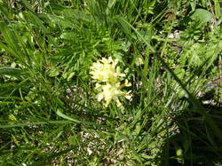 mini_fleurs-de-montagne-53cbbbf83d33d.jpg