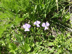 mini_fleurs-de-montagne-53cbbc29837af.jpg