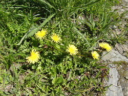 mini_fleurs-de-montagne-53cbbc5c616d1.jpg