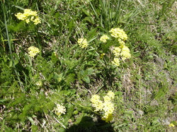 mini_fleurs-de-montagne-53cbbc8fe582b.jpg