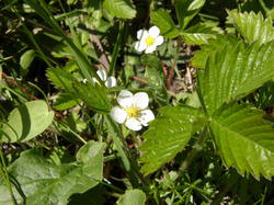 mini_fleurs-de-montagne-53cbbcc4ce7df.jpg