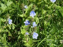 mini_fleurs-de-montagne-53cbbd12e6506.jpg