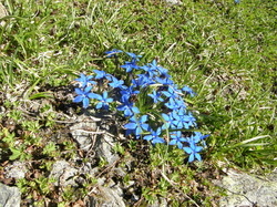 mini_fleurs-de-montagne-53cbbe732cbcb.jpg