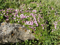 mini_fleurs-de-montagne-53cbbe926ac4d.jpg