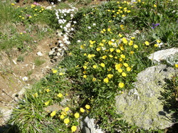 mini_fleurs-de-montagne-53cbbeb4e9a28.jpg