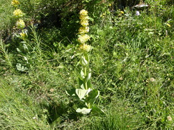 mini_fleurs-de-montagne-53cbc0268e756.jpg
