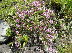 mini_fleurs-de-montagne-53cbc071e1226.jpg