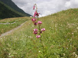 mini_fleurs-de-montagne-53cbc0e00d072.jpg