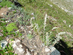 mini_fleurs-de-montagne-53cbc4372594f.jpg