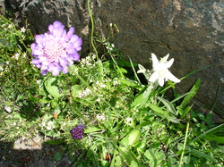 mini_fleurs-de-montagne-53cbc47a8cf46.jpg