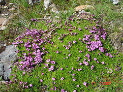 mini_fleurs-de-montagne-53cbc4dab7997.jpg